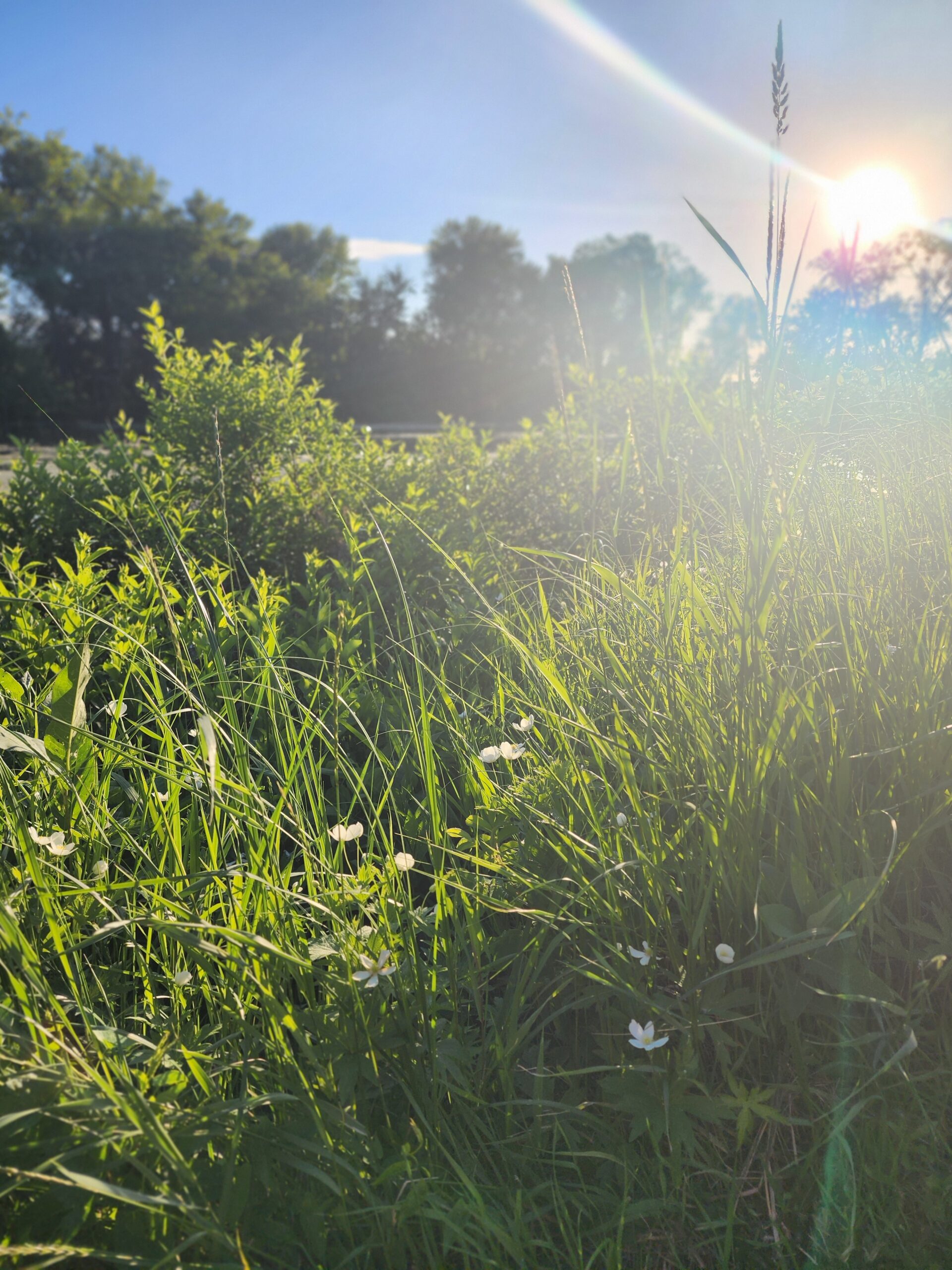 Summer Days Along the Mississippi River at Lake Road Campground in Trempealeau, Wisconsin