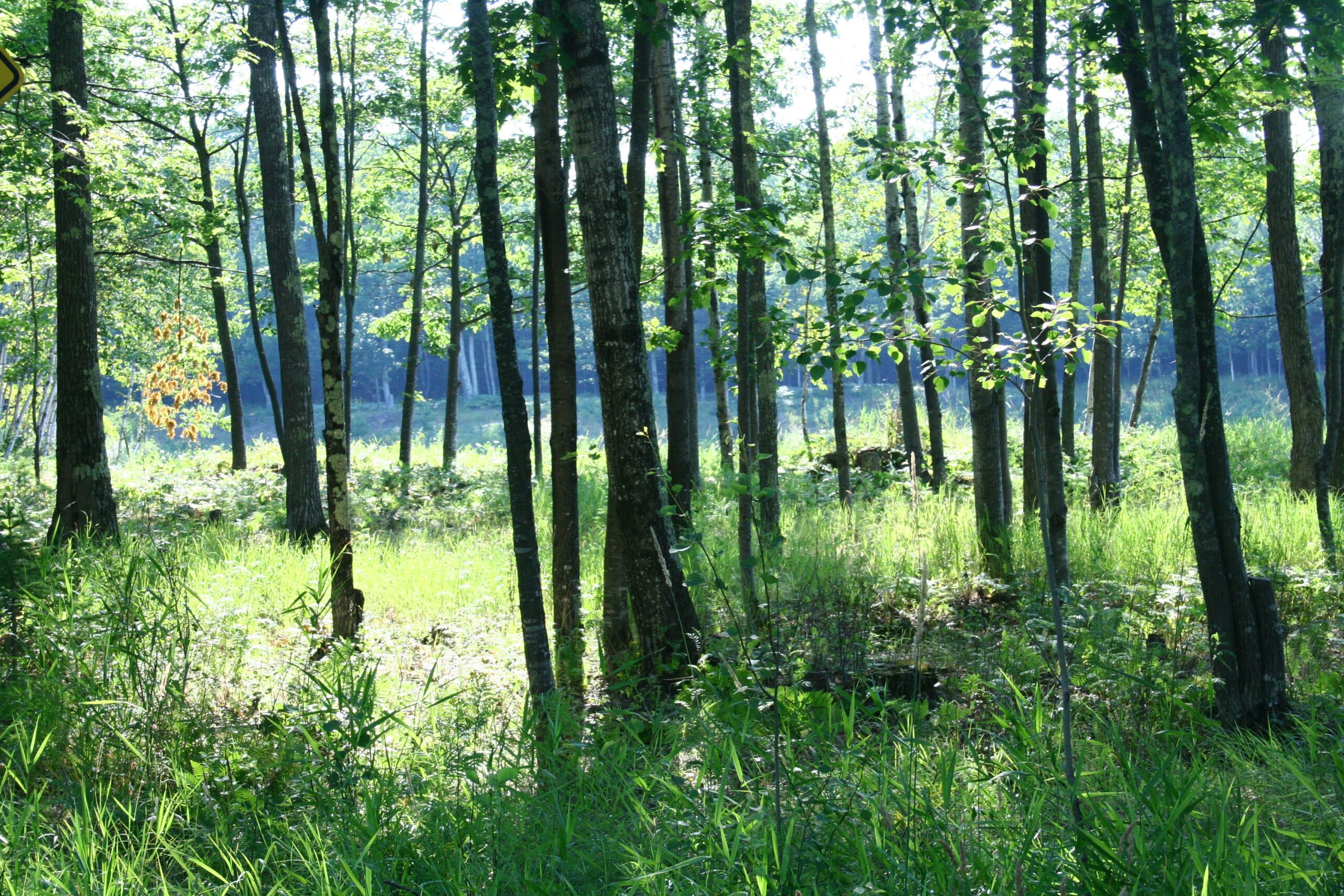 Camping in the Woods